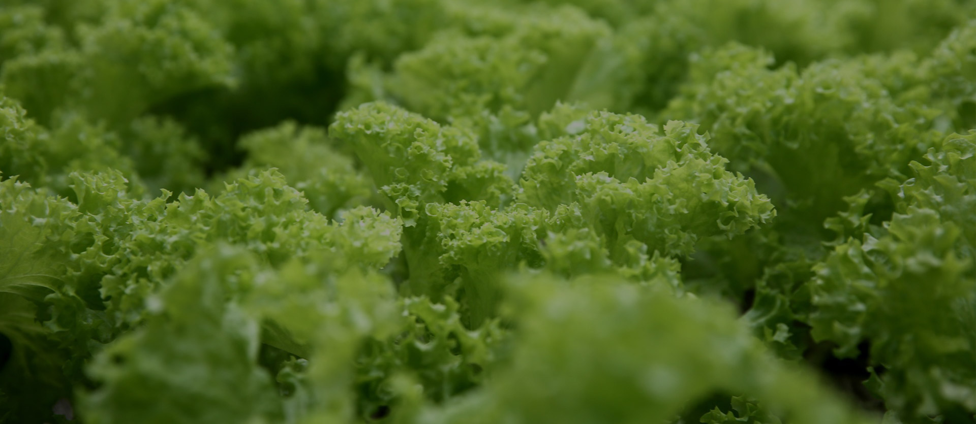 微(wēi)信開(kāi)發